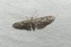 Eupithecia pusillata